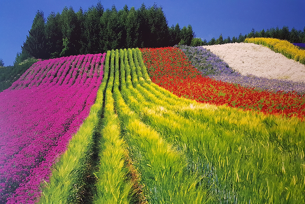 הוקאידו יפן | הוקאידו טיול | יפן חוויה אחרת | Explore Japan | טיולים מאורגנים ליפן