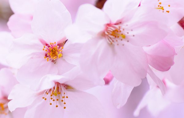 אוסף תודות – טיולים מאורגנים ליפן –  טיפול בתקופת הקורונה