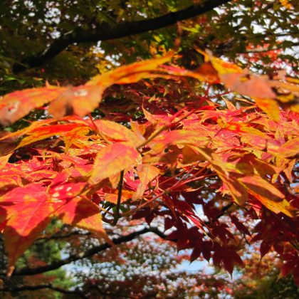 טיולי עומק סתוויים