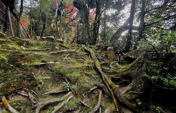 סוד הבריאות היפני – המדריך המלא לרחצת יער | אילה דנון