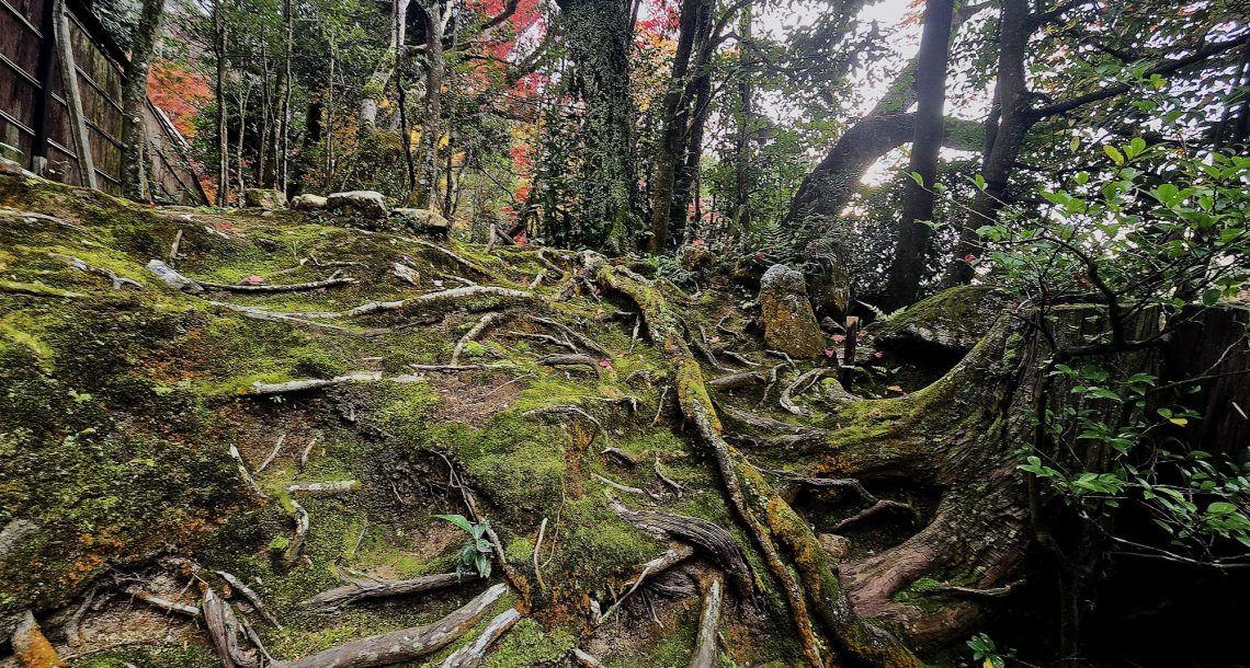 רחצת יער בקולנוע היפני: מרחב של ריפוי, חיבור, צמיחה | מיטל לוין  |  יום שלישי, 12.5.2026, 19:00 | בזום
