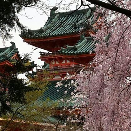 טיול עומק לאביב היפני